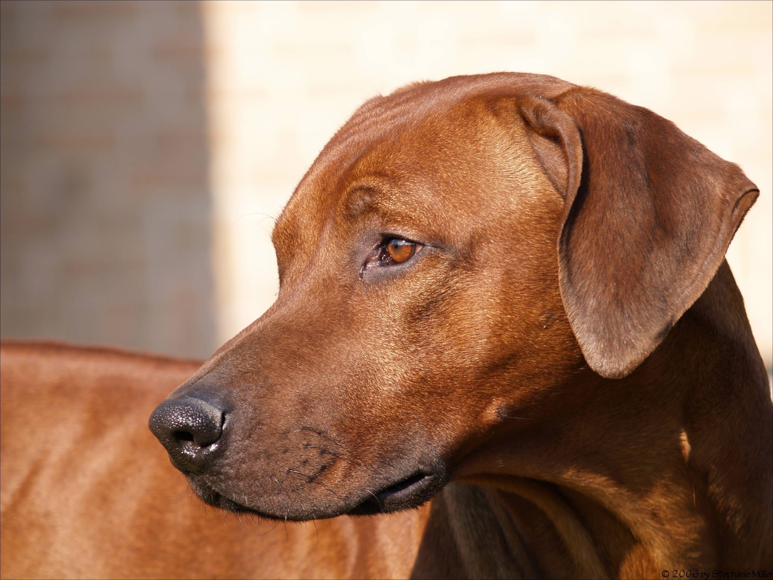 Dermoid Sinus Rhodesian Ridgeback - Teil 3 - Genetik